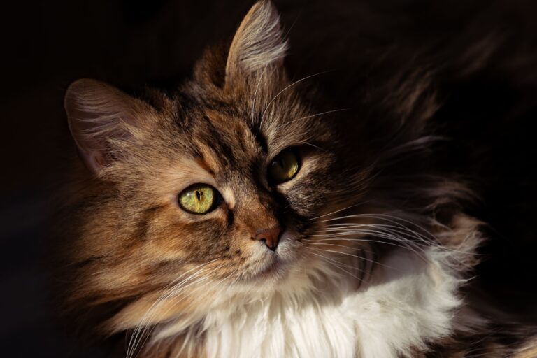 Fotografía de Mascotas